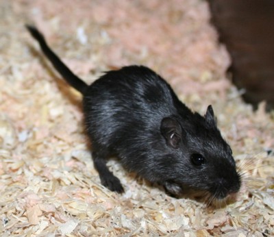 Gretl