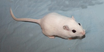 Ofelia