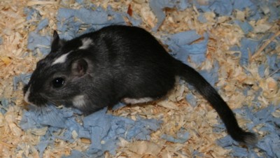 Rasmus