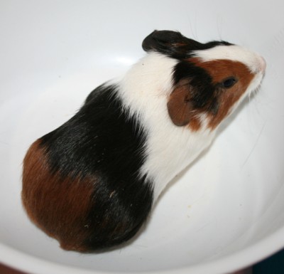 Tinja