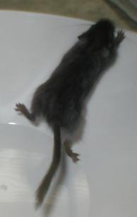 Äkäpussi (Pussi) 6 vkoa